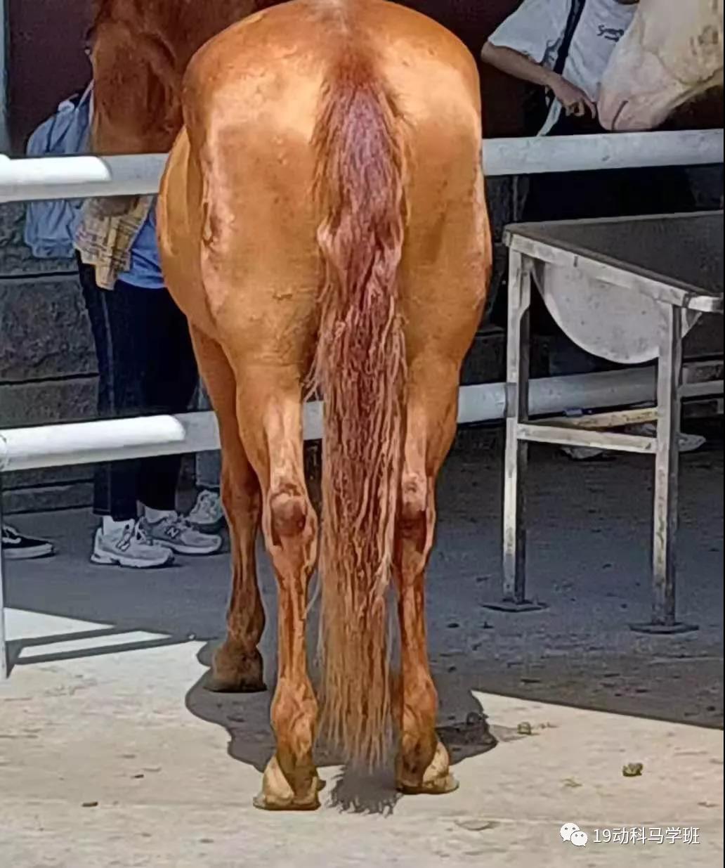 【学院动态】内蒙古农业大学动物科学学院19级动科马学班开展"马认知